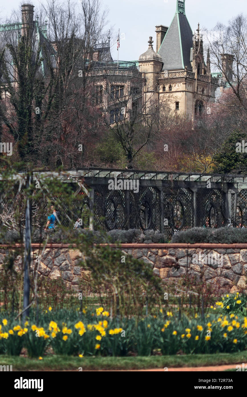 A view from the Walled Garden reveals blooming daffodils, the grape arbor, and the Biltmore House looming in the background Stock Photo