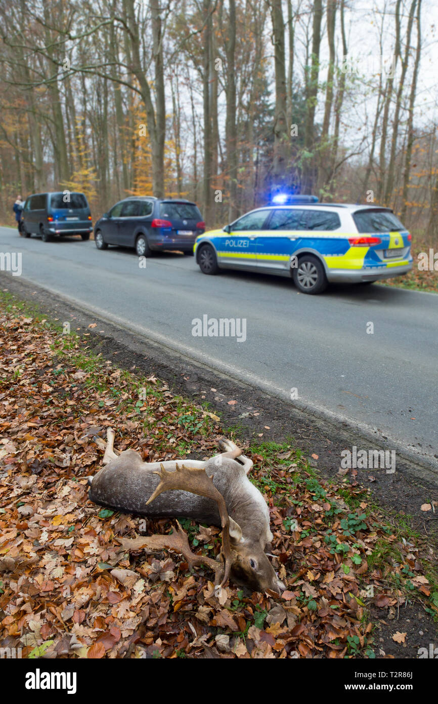 Roadkill fallow deer (Dama dama) stag killed by traffic after collision with car while crossing busy road Stock Photo