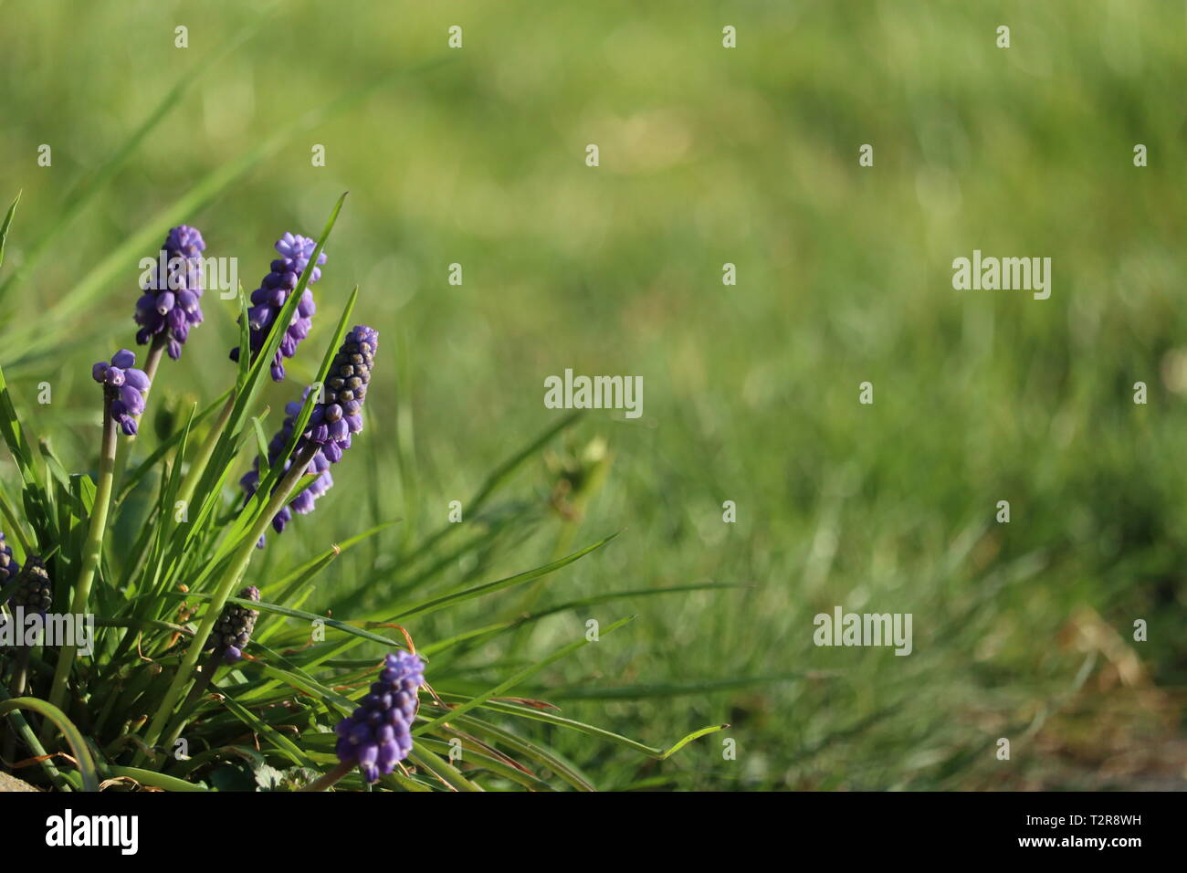 beautiful hyacinth in the meadow with soft background Stock Photo