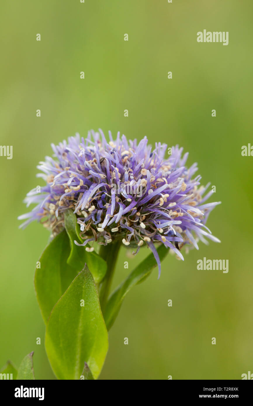 Echte Kugelblume, Globularia bisnagarica, common ball flower Stock Photo