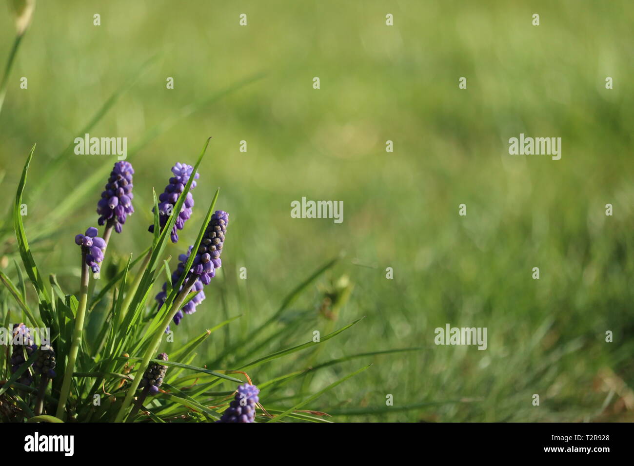 beautiful hyacinth in the meadow with soft background Stock Photo
