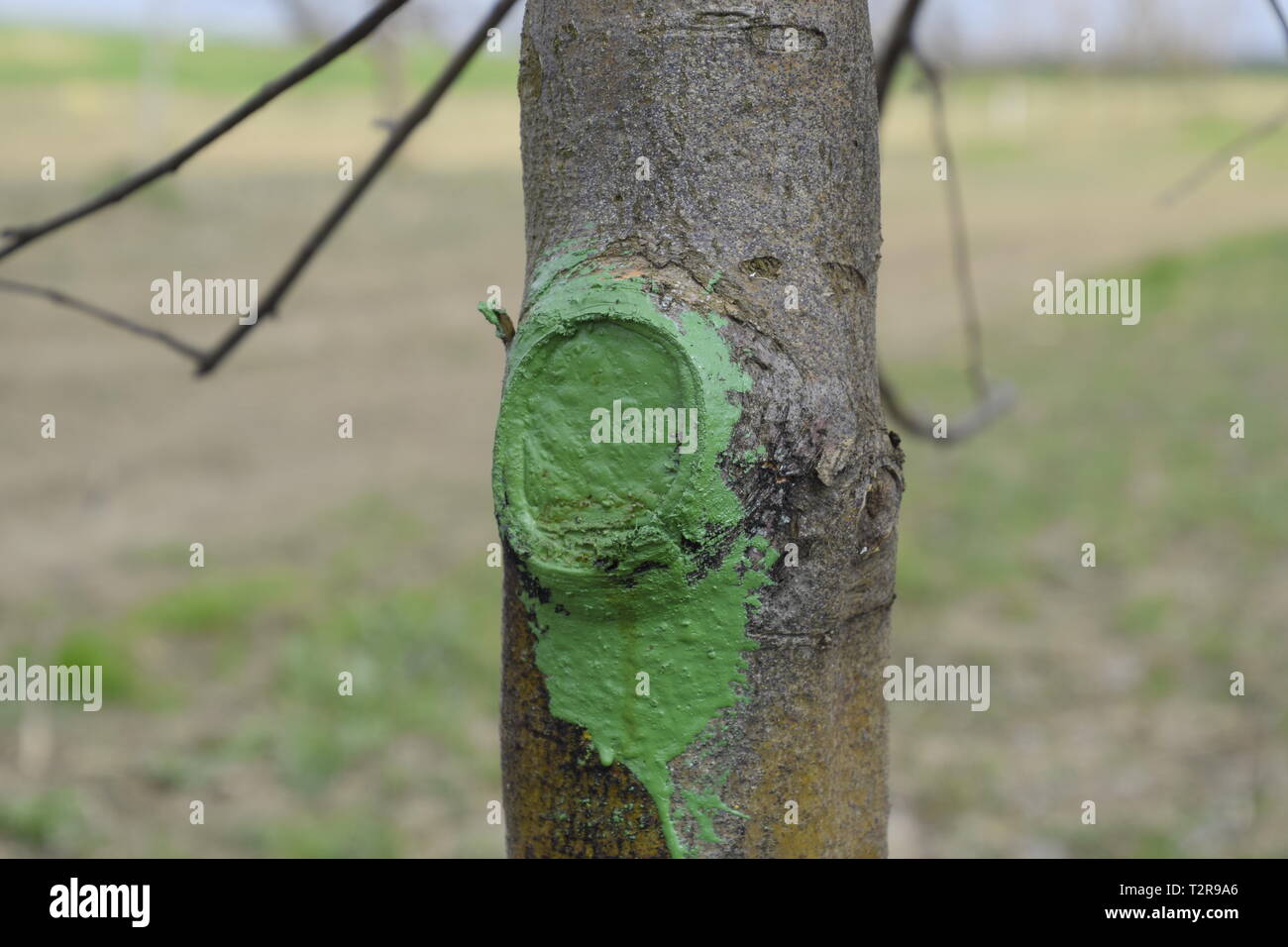 Apple trees in the garden, pruning apple trees, protecting cut branches with paint coating Stock