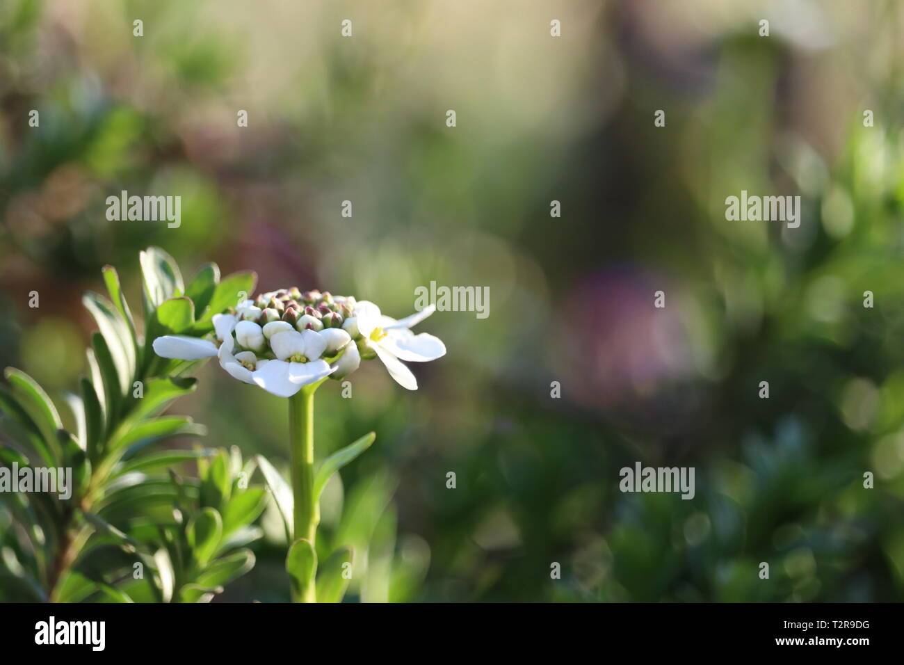 blooming perennial candytuft - Iberis saxatilis Stock Photo