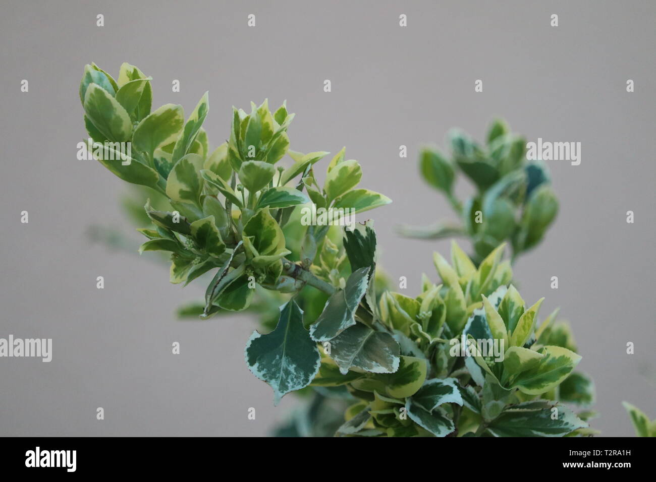 Find Some Euonymus For Your Garden
