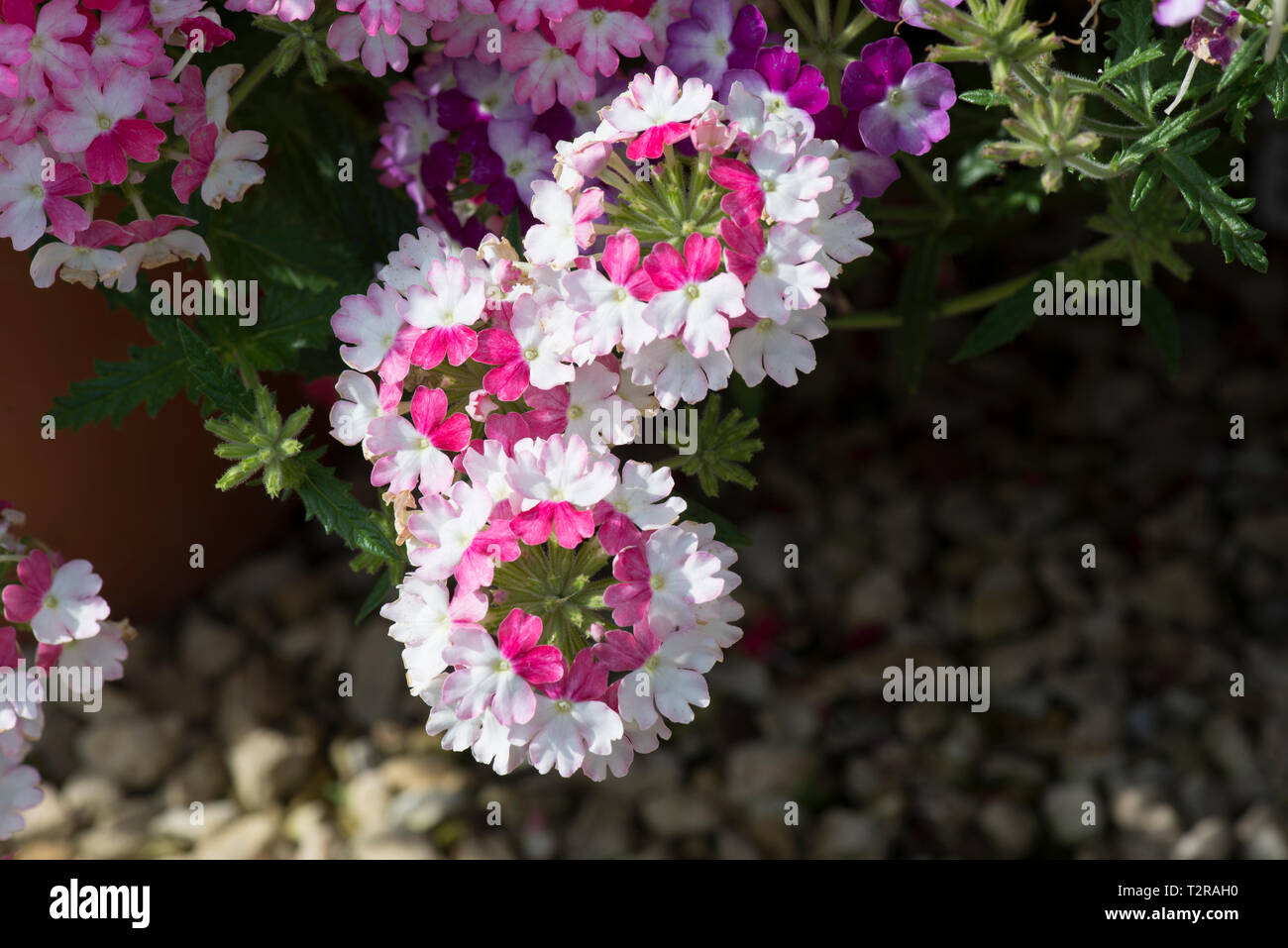 Verbena empress flair purple Stock Photo Alamy