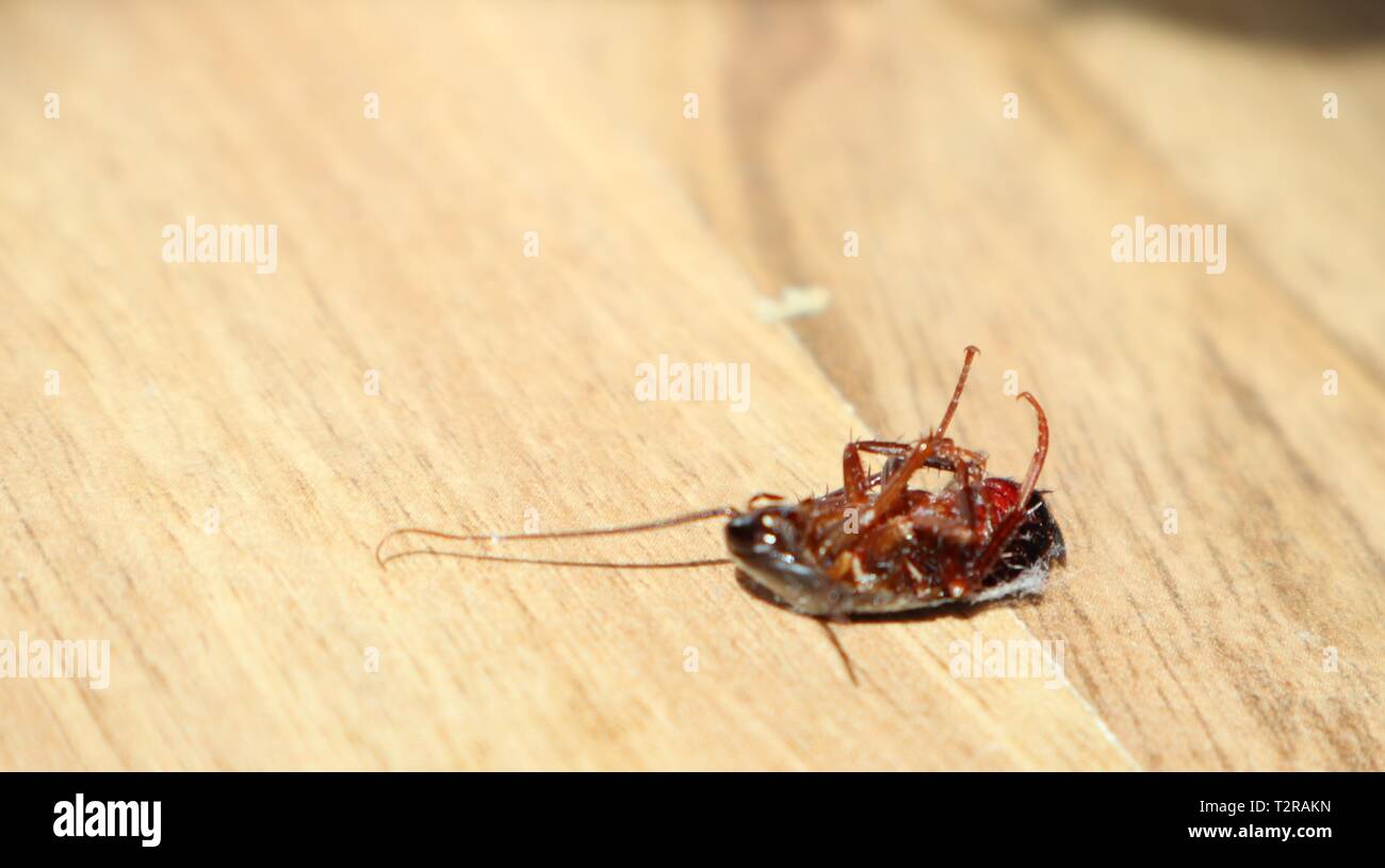 cockroach turns dead on floor Stock Photo