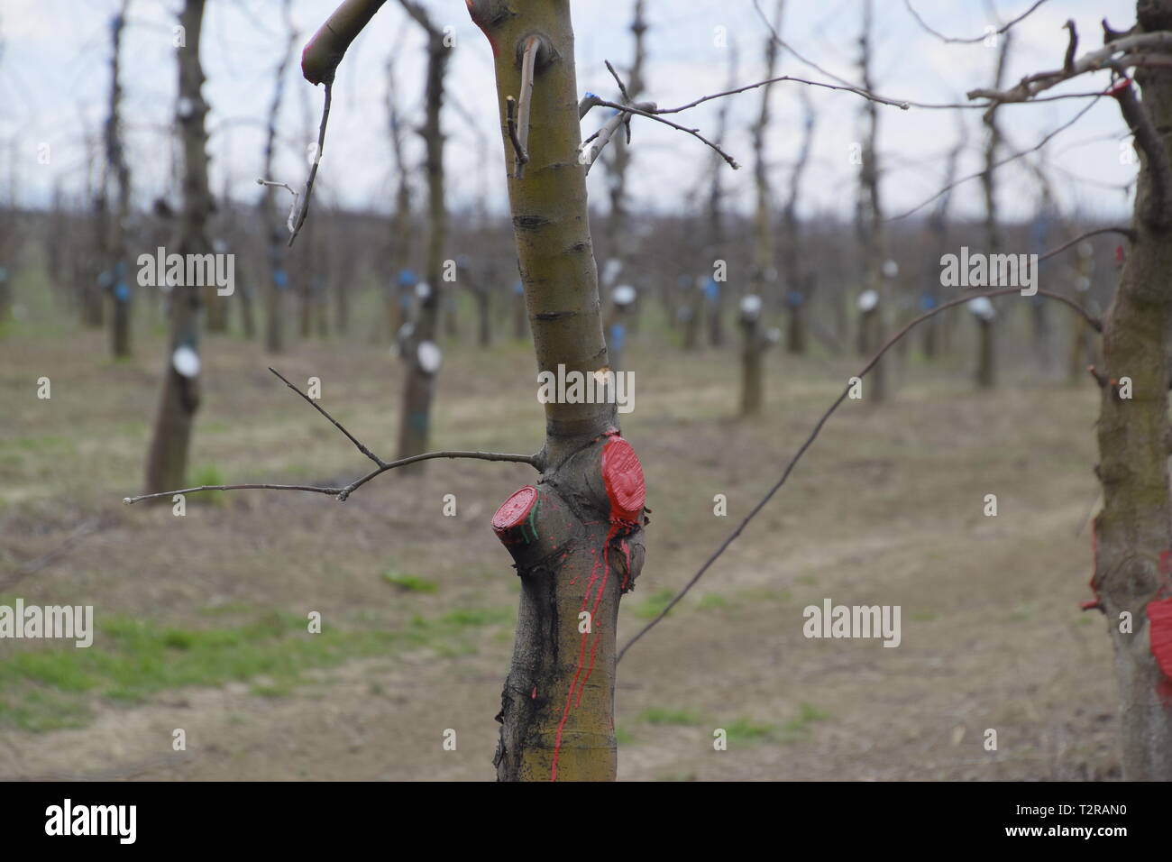 Apple trees in the garden, pruning apple trees, protecting cut branches