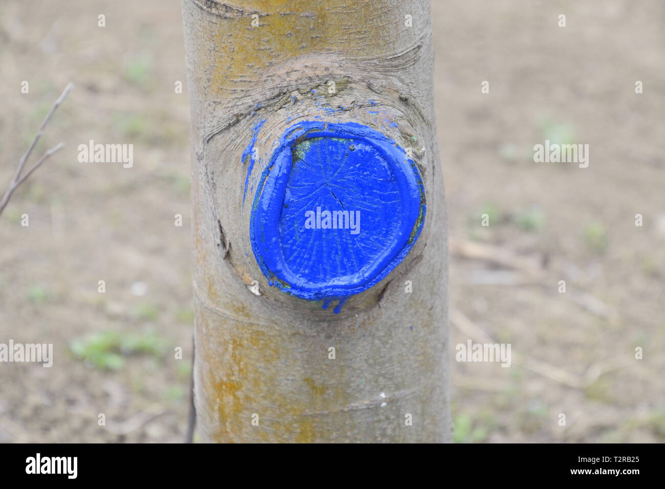 Apple trees in the garden, pruning apple trees, protecting cut branches