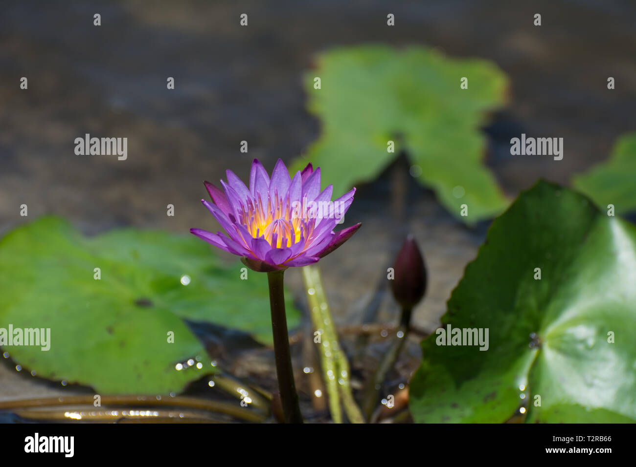 2019, January. Florianopolis, Brazil. Purple lotus flower on a small lake. Stock Photo