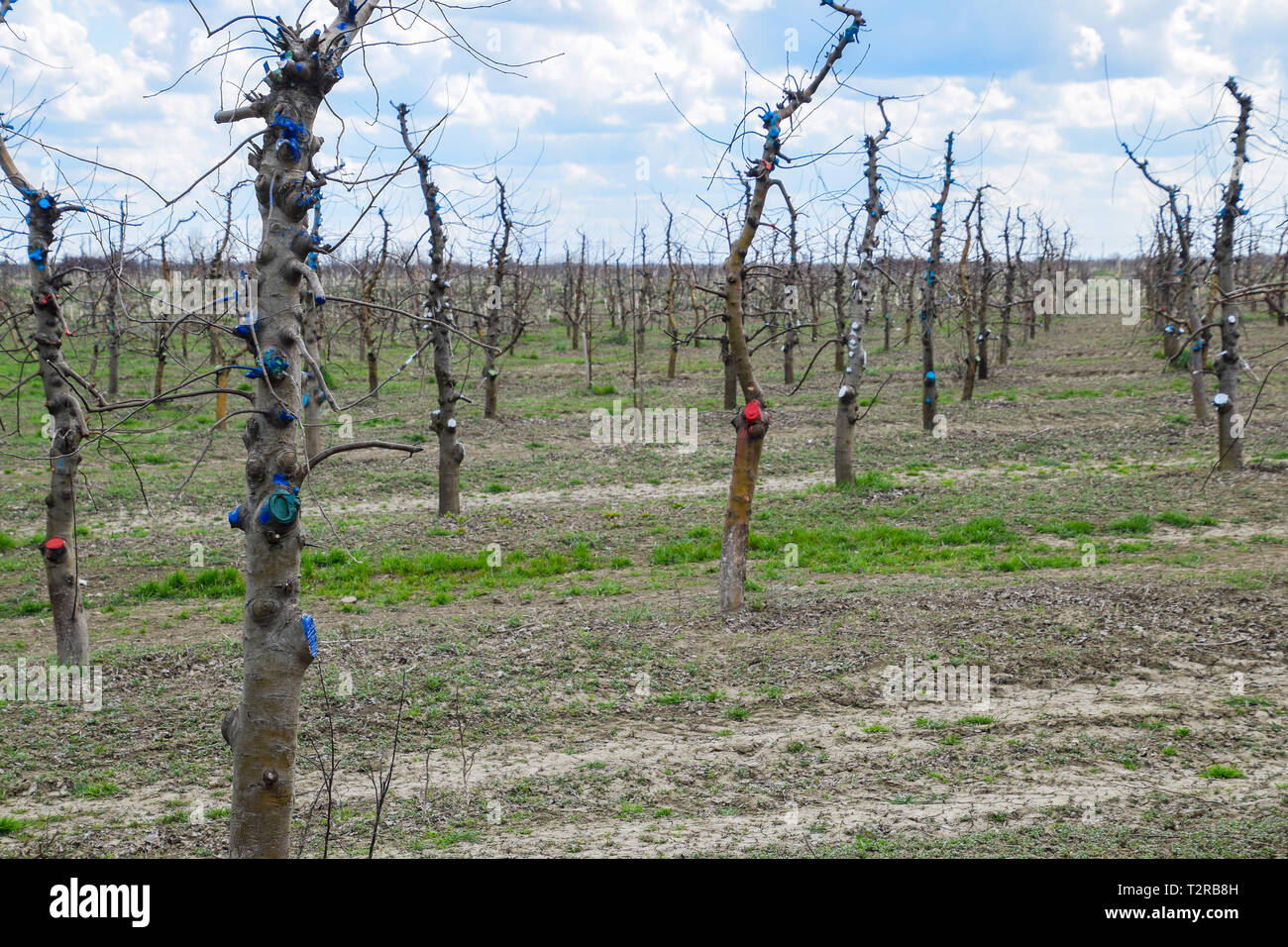 Apple trees in the garden, pruning apple trees, protecting cut branches