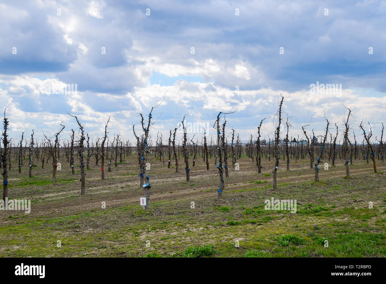 Apple trees in the garden, pruning apple trees, protecting cut branches