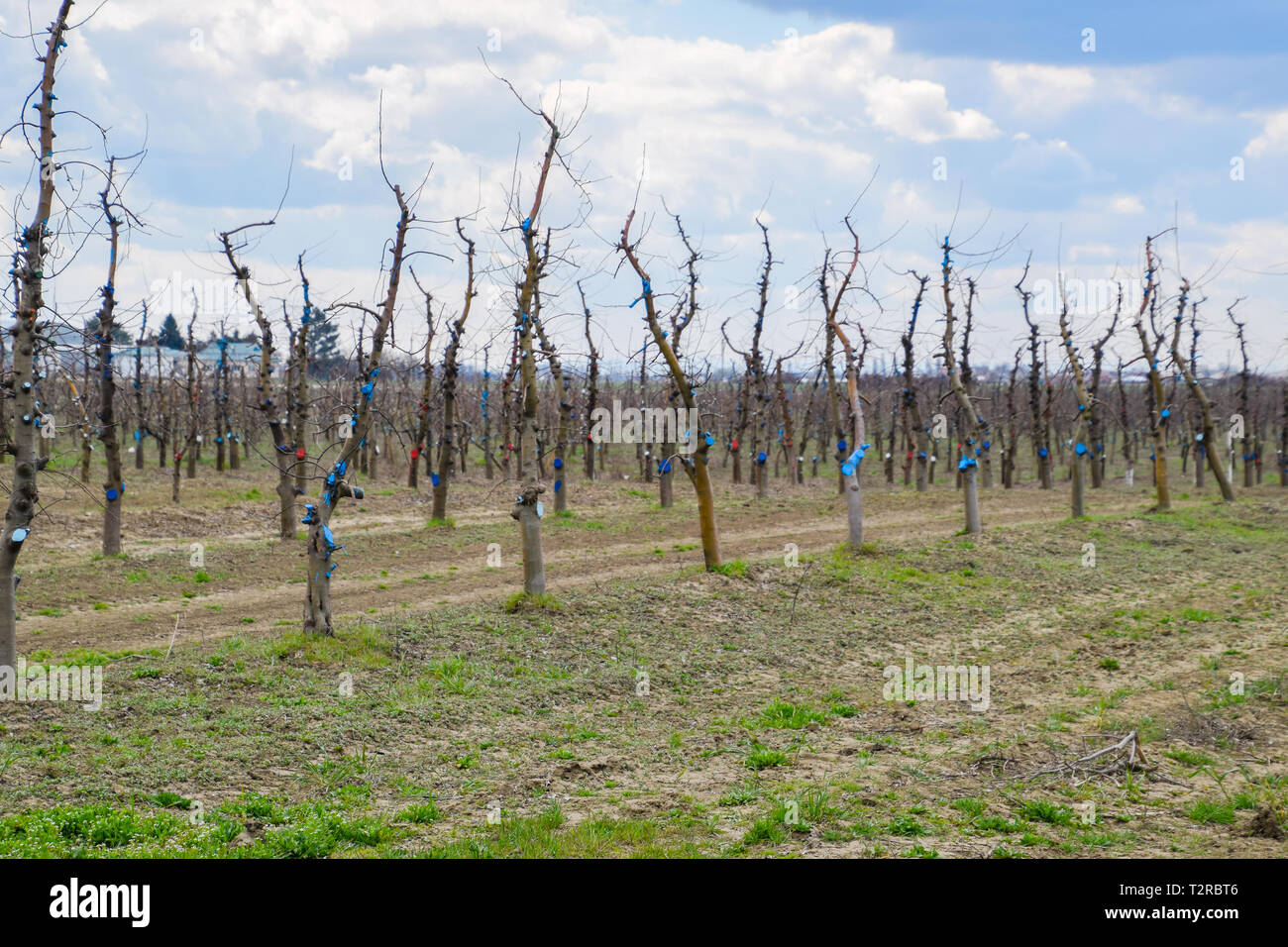 Apple trees in the garden, pruning apple trees, protecting cut branches