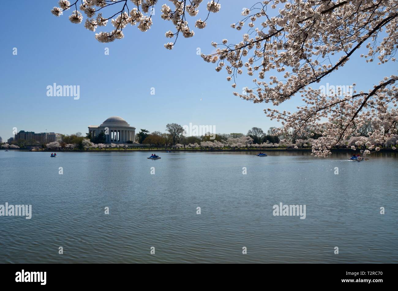 Cherry Blossom Festival. Washington, DC, USA Stock Photo Alamy