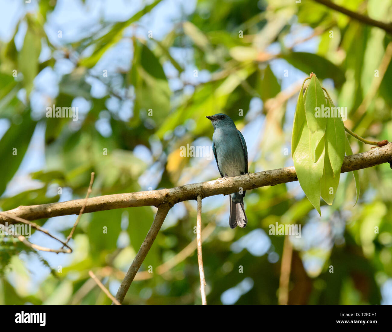 Verditer Flycatcher, Thattekad Bird Sanctuary, also known as Salim Ali Bird Sanctuary, is located in Ernakulam district of Kerala India. Stock Photo