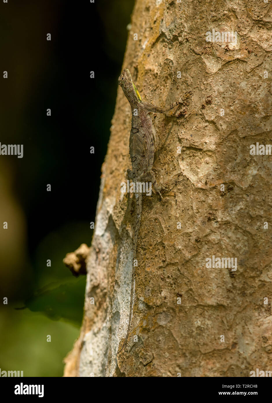 a flying lizard or flying dragon (Draco) perching on tree with green nature blurred background. Stock Photo