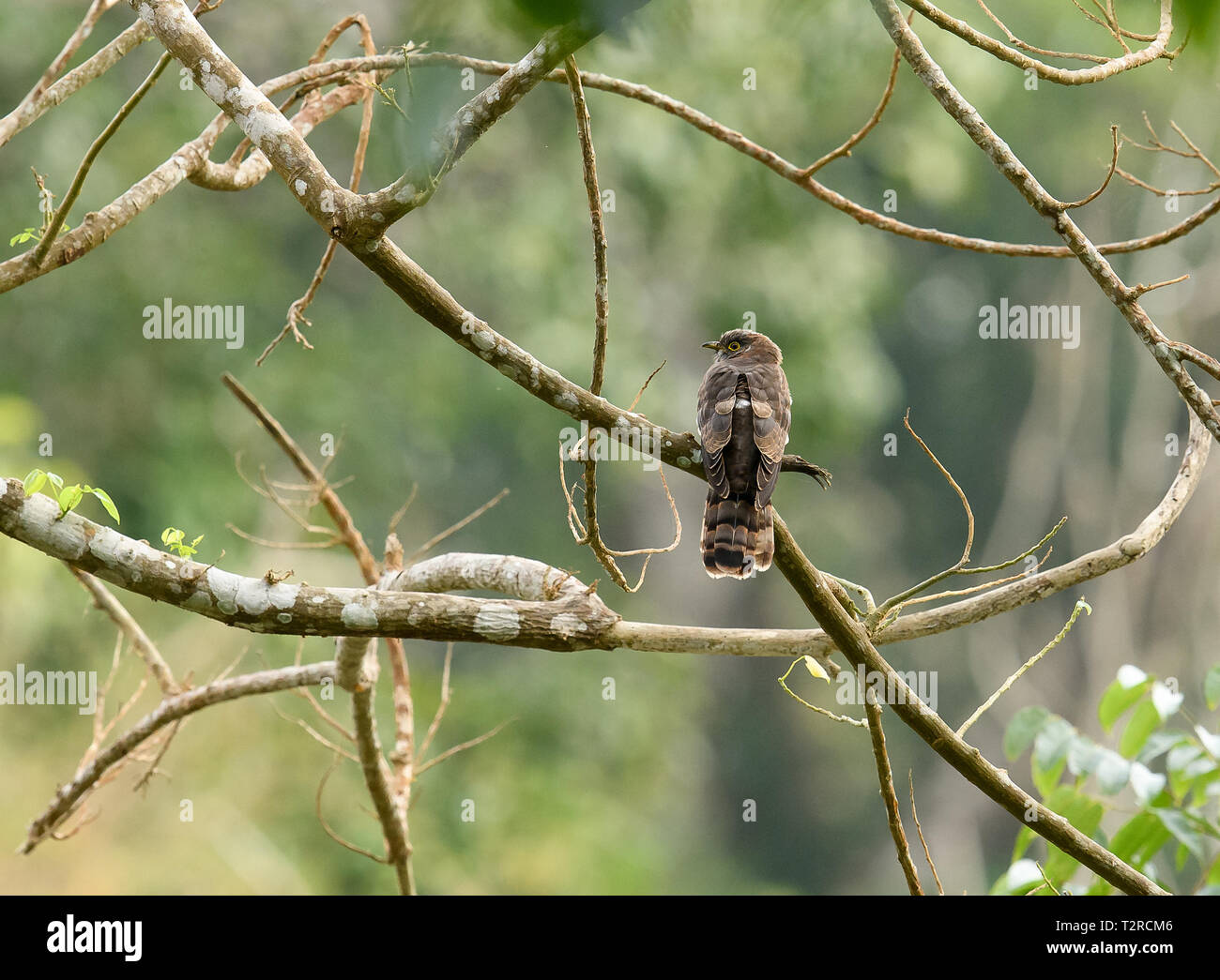 Common cuckoo, Thattekad Bird Sanctuary, also known as Salim Ali Bird Sanctuary, is located in Ernakulam district of Kerala India. Stock Photo