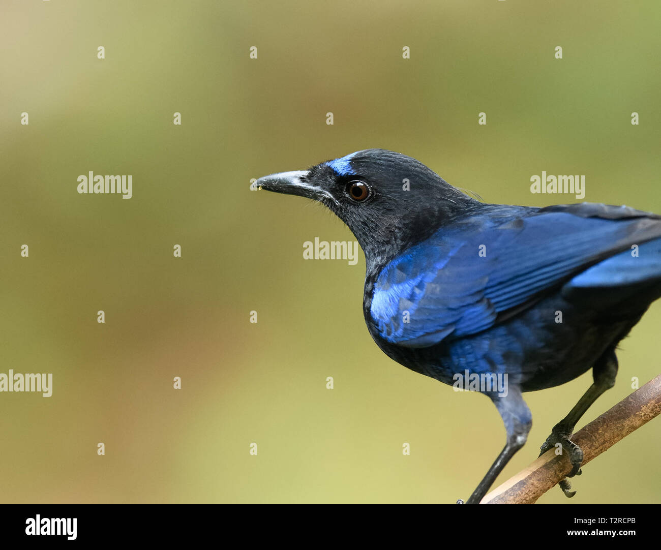 Malabar whistling thrush, Thattekad Bird Sanctuary, also known as Salim Ali Bird Sanctuary, is located in Ernakulam district of Kerala India. Stock Photo