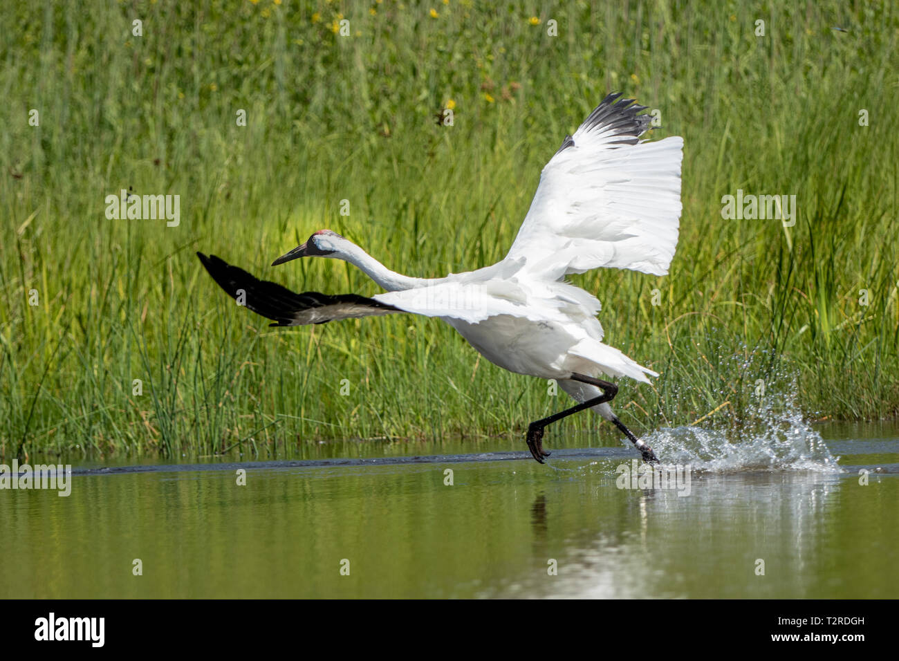 Whooping Crane trying to fly Stock Photo