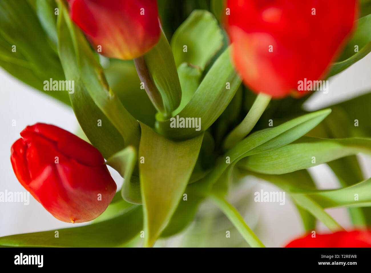 A bouquet of tulips close-up view of red and purple with green leaves ...