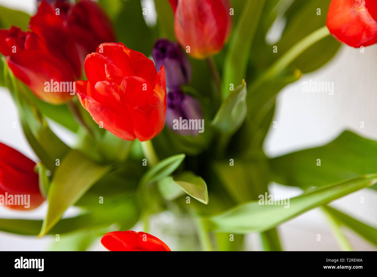 A bouquet of tulips close-up view of red and purple with green leaves ...
