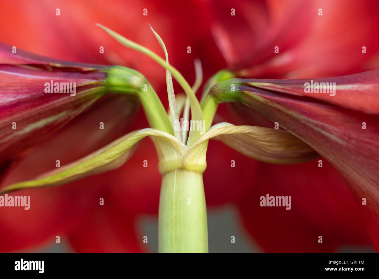 red lily closeup with green stem Stock Photo