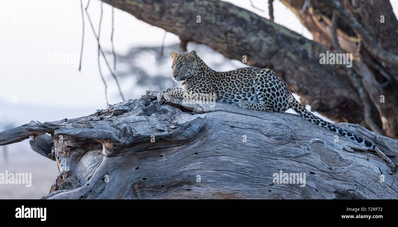 Young adult African leopard laying down and looking across on a fallen dead tree, late evening light, Lewa Wilderness,Lewa Conservancy, Kenya, Africa Stock Photo