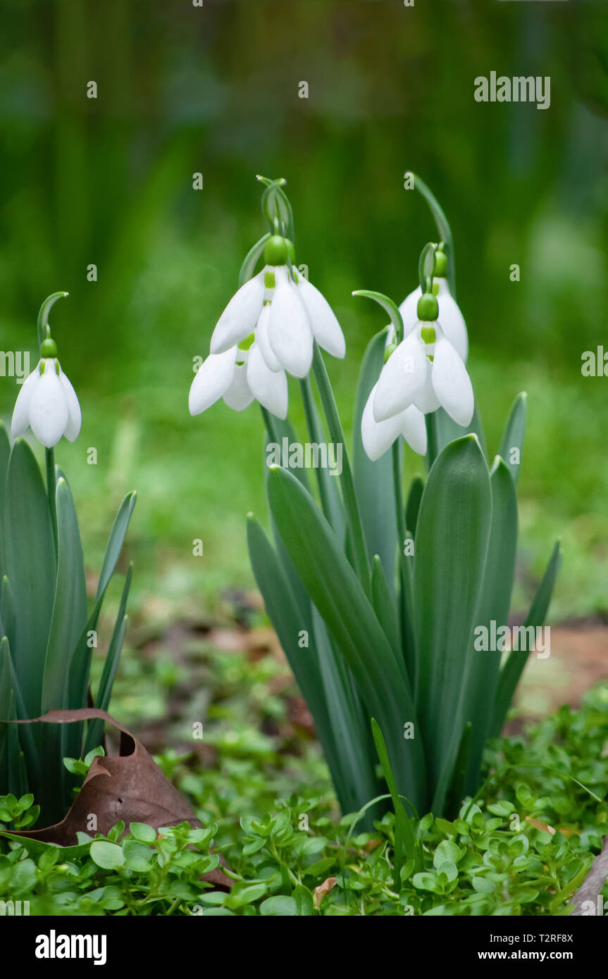 first snowdrops in springtime Stock Photo - Alamy