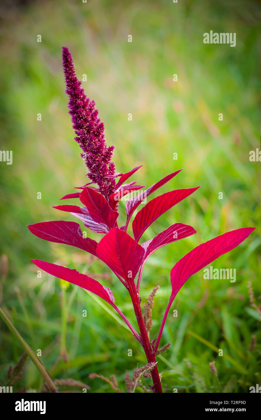 Purple Celosia flower Stock Photo