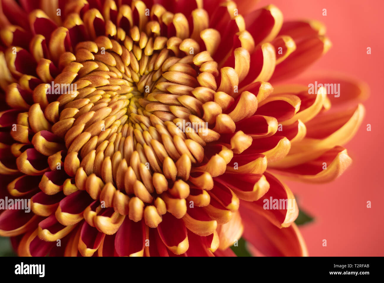 Beautiful brown chrysanthemum Stock Photo