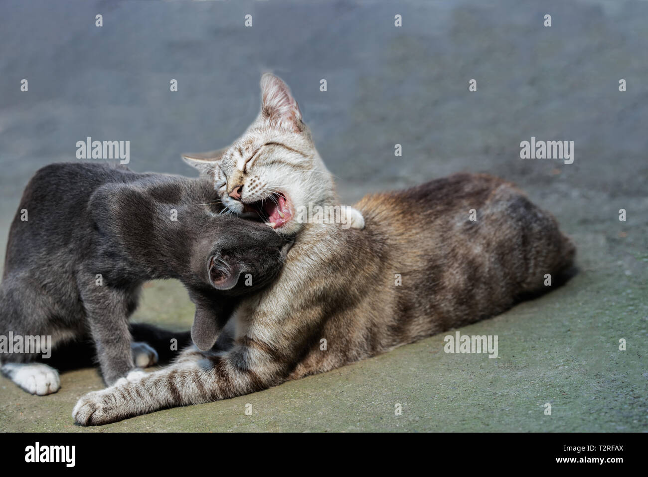 Lovely cats playing Stock Photo