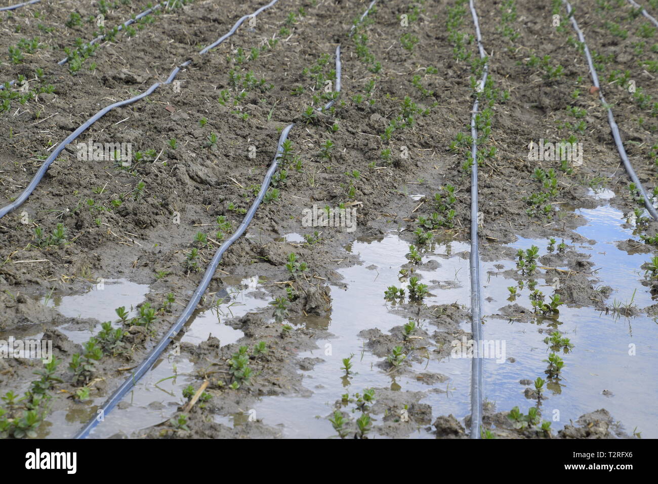 Drip irrigation on the field, black hoses drip irrigation Stock Photo Alamy