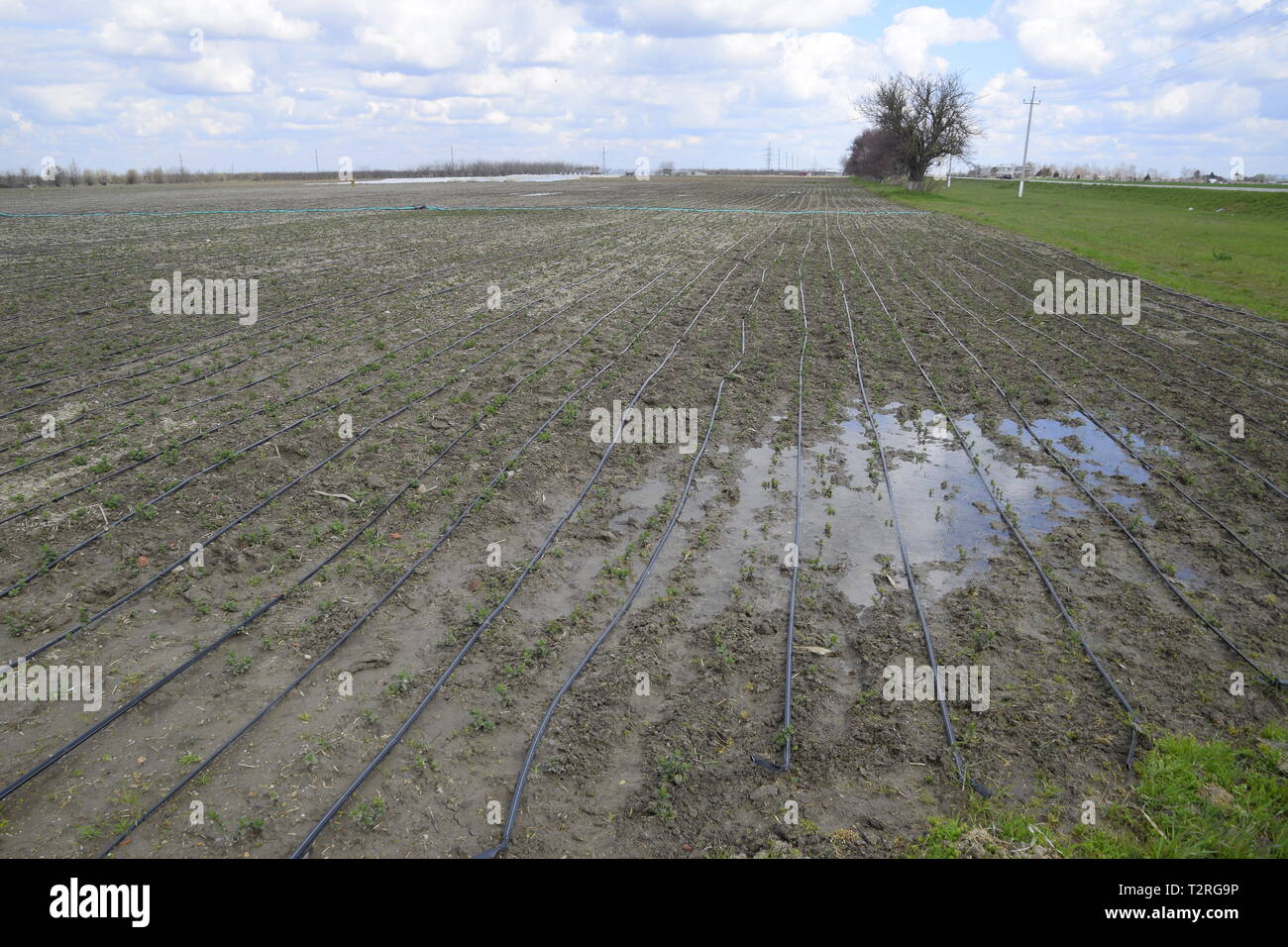 Drip irrigation on the field, black hoses drip irrigation Stock Photo Alamy