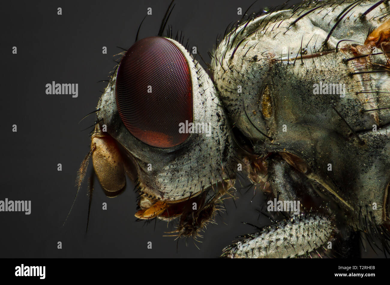 A high magnification, x4, image of a common house fly Stock Photo