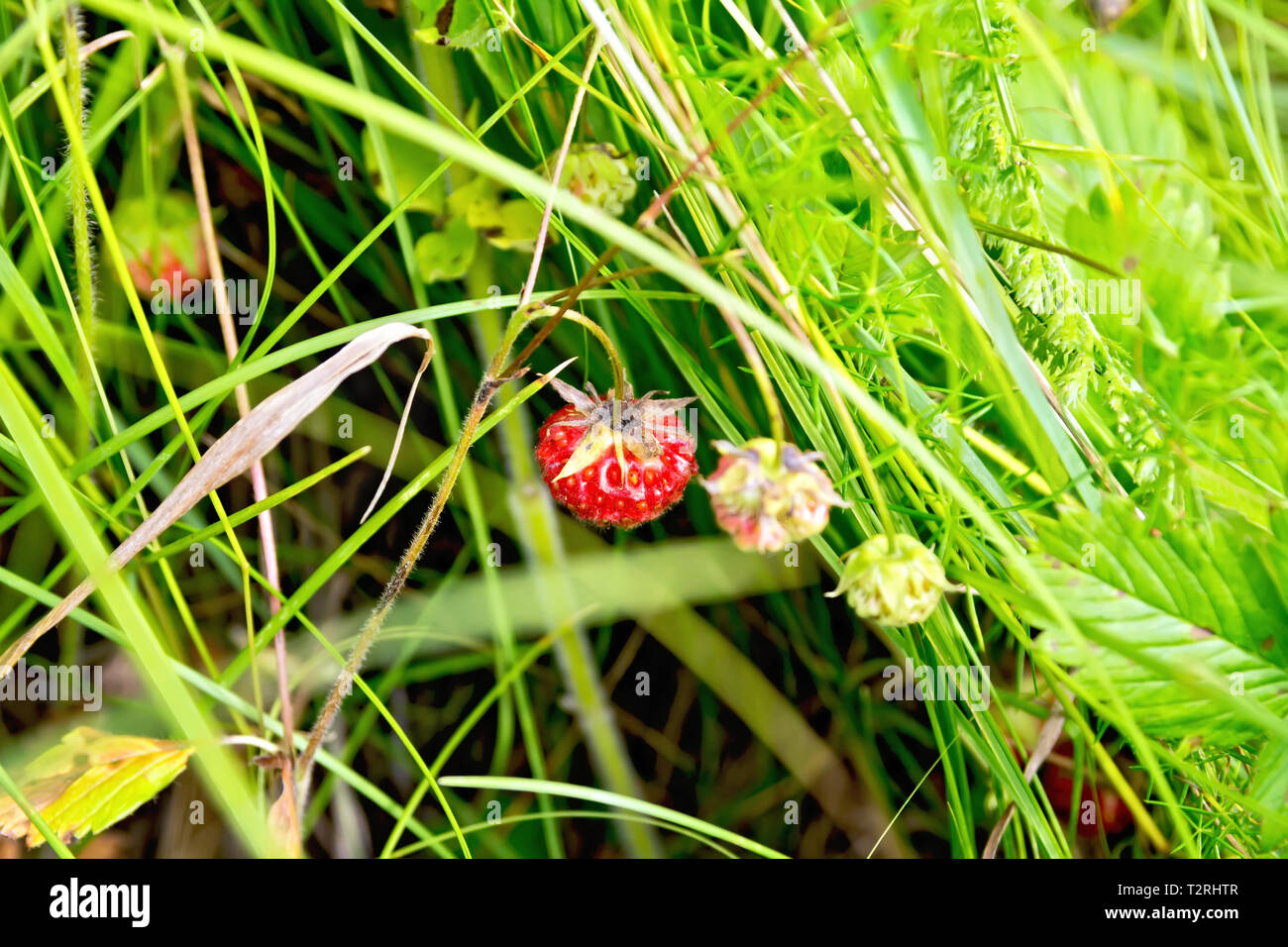 Wild ripe strawberries on the background of green grass Stock Photo - Alamy