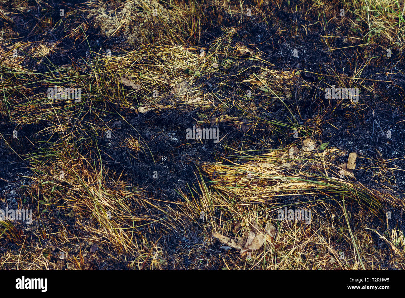 Black spots and smoke from burnt dry grass are environmentally ...