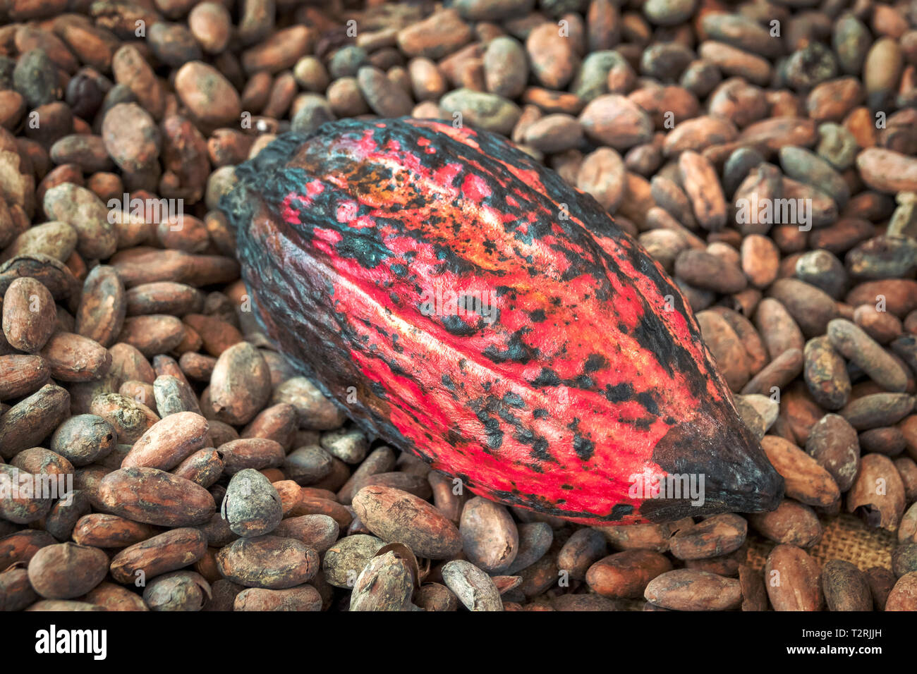 Close up shot of a Cacao pod (Theobroma cacao) Stock Photo