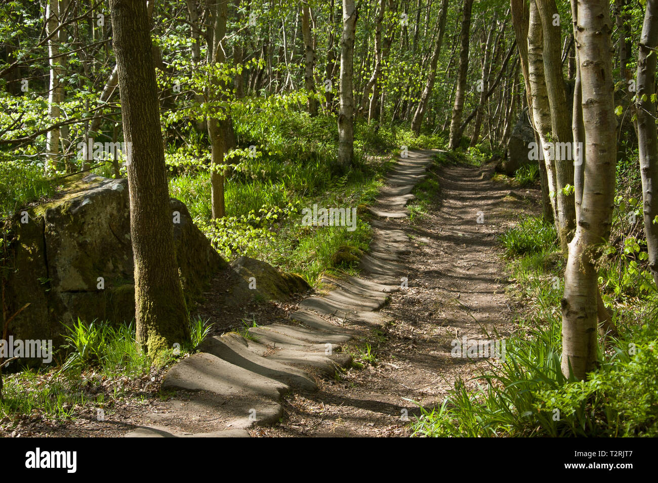 Ancient Pannierway in East Arnecliff Wood near Glaisdale in the North York Moors Stock Photo
