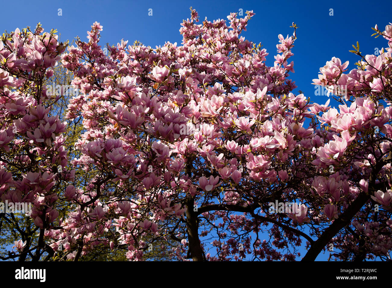 magnolia (lat. Magnolia) in bloom.  Magnolienbluete (lat. Magnolia). Stock Photo