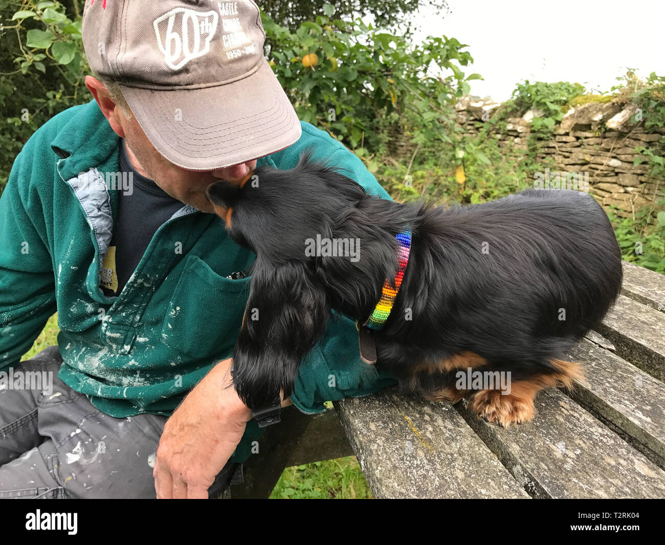 Man being licked by a little miniature dachshund Stock Photo