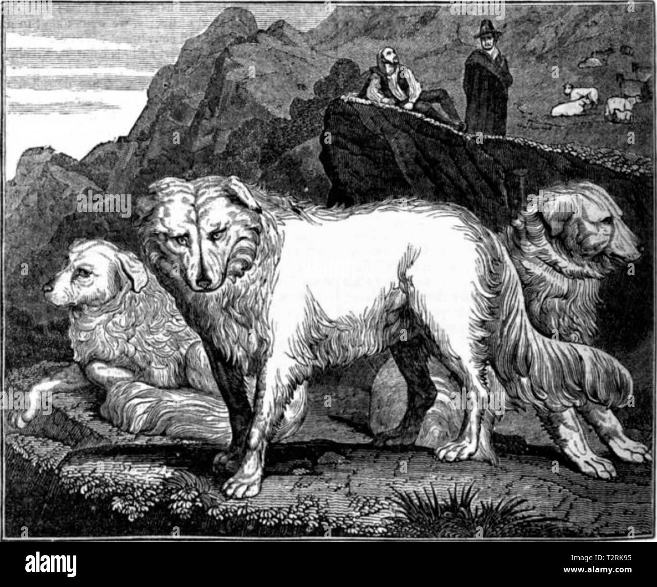 'Wolf dogs of the Abruzzi', illustration from the Penny Magazine of 1833 Stock Photo