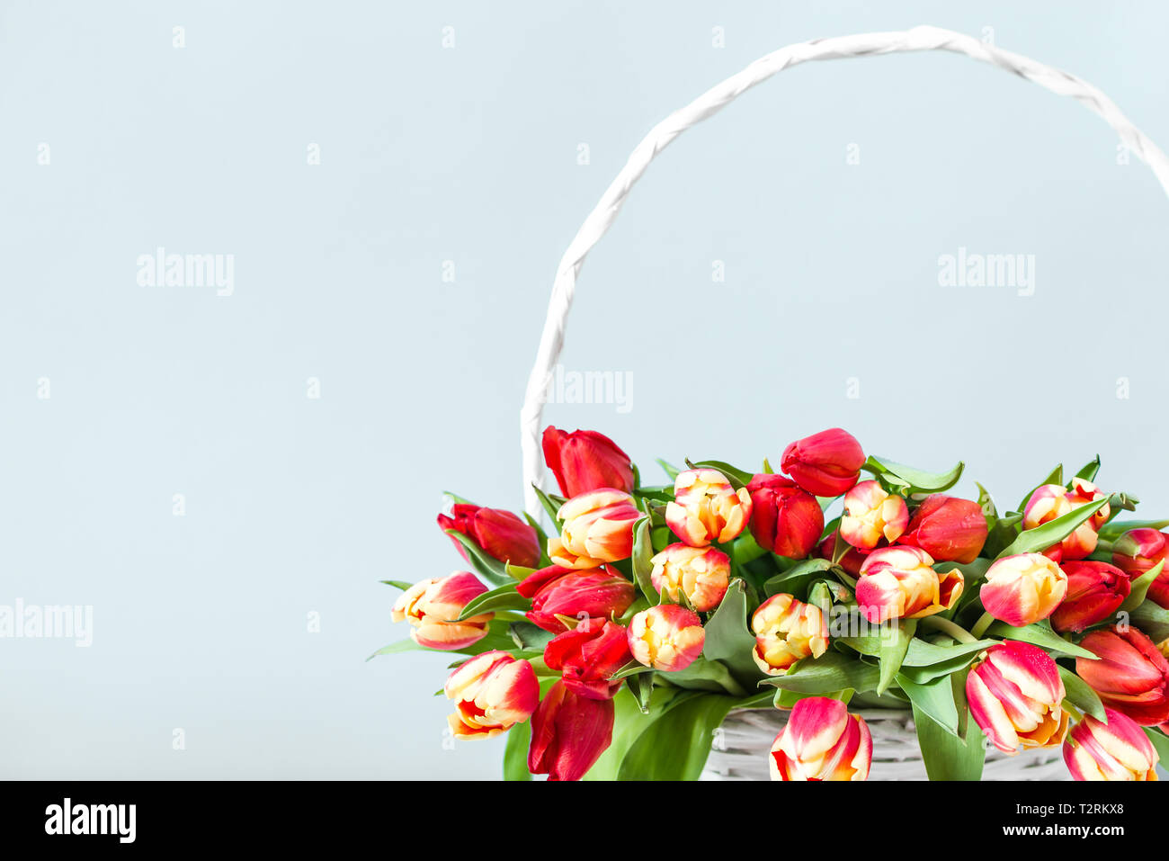 Spring tulip bunch. Flowers bouquet on gray background. Mother's day ...