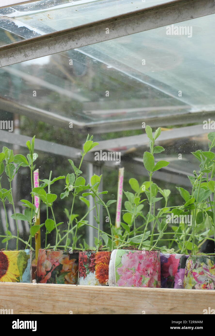 Lathyrus odoratus. Autumn sown sweet pea seedlings hardening off in a cold frame to promote strong roots and bushy growth before planting out, UK Stock Photo