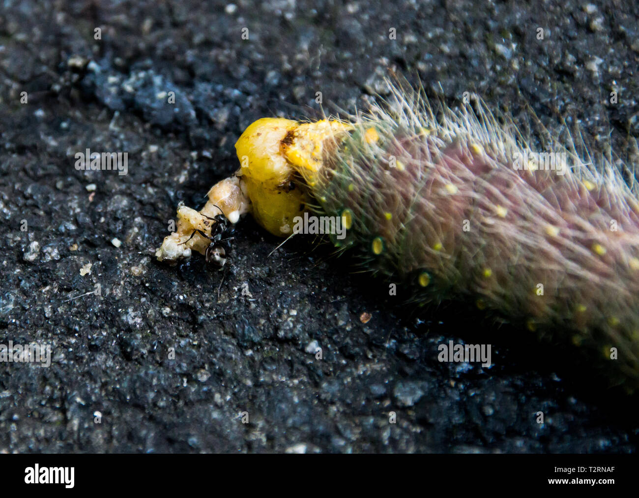 Ants eating parts of a caterpillar hires stock photography and images