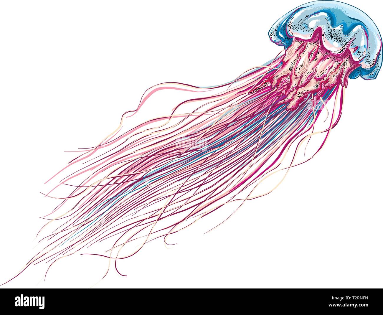 Jellyfish Sketch Jellyfish Sketch