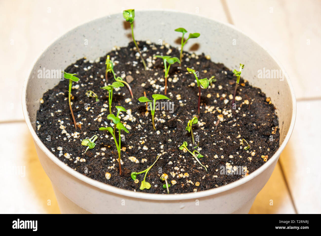 Miami Beach Florida,radish seedlings,dying,soil,pot,plant,grow