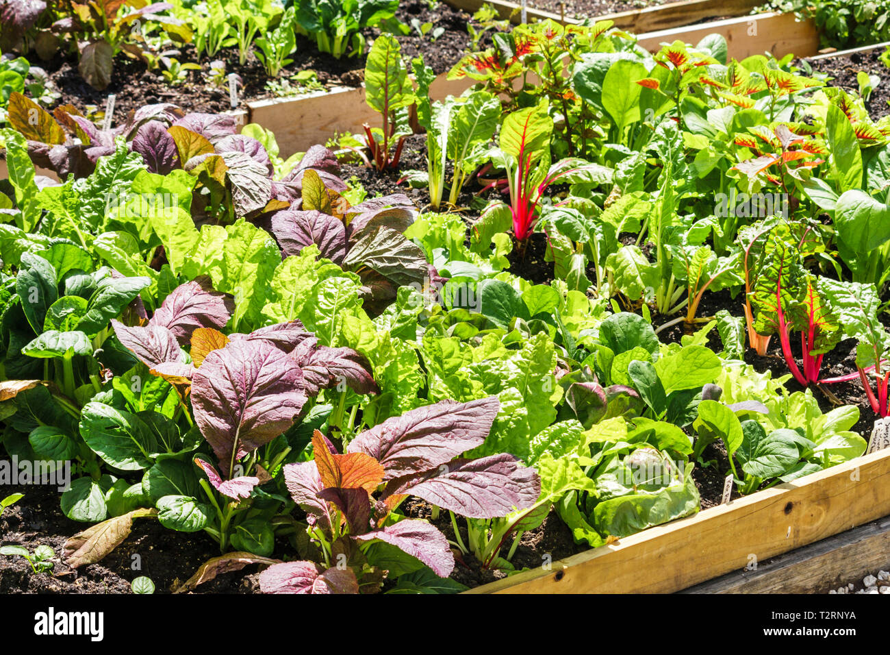 Miami Beach Florida,Victory Community Garden,green movement,global,warming,council,horticulture,gardening,leafy,lettuce,organic,growing,plant,FL090403 Stock Photo