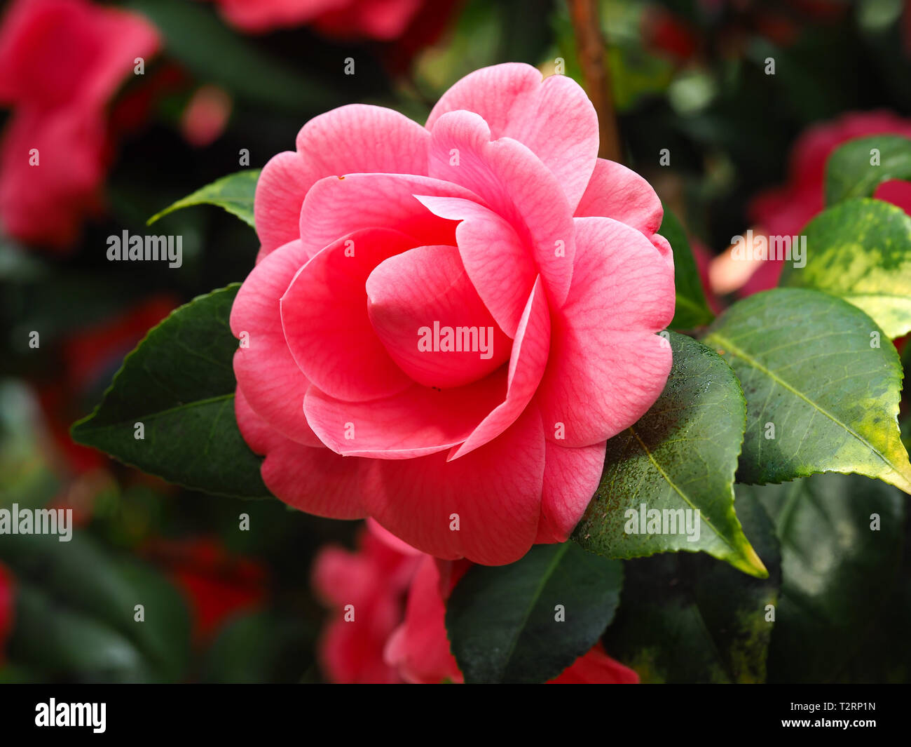 Closeup of a beautiful bright Camellia flower with pink petals and green leaves Stock Photo