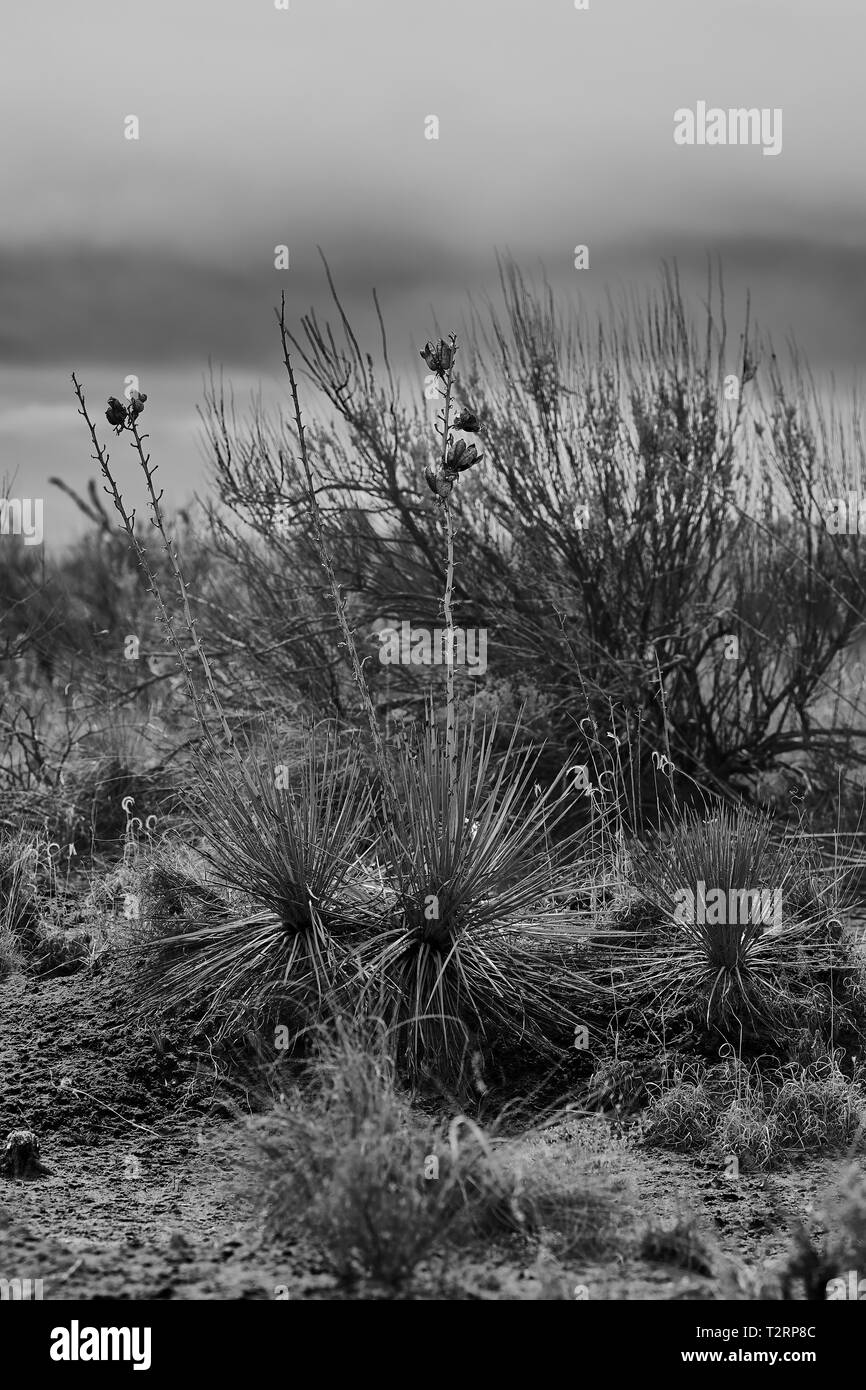 Southwest Landscape Stock Photo