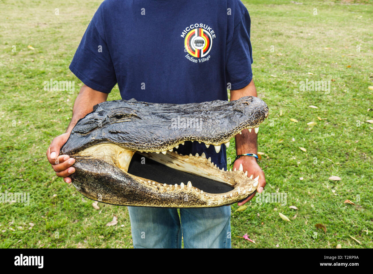 Miami Florida,Little Havana,Miami Dade,Miami River waterday,Jose Marti Park,environmental education,festival,fair,taxidermy,alligator head,teeth,jaws, Stock Photo