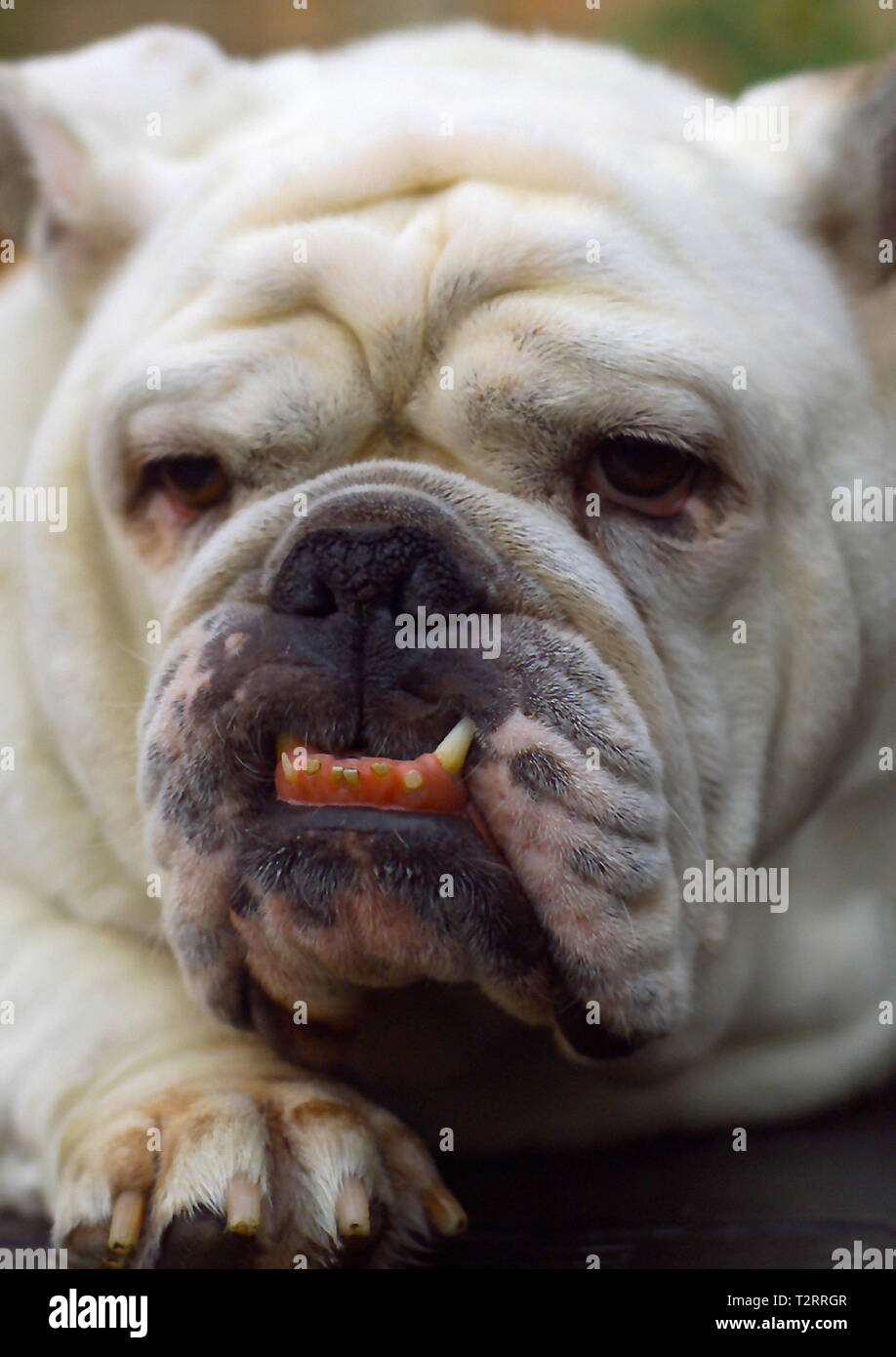 Portrait of Sophie the bulldog Stock Photo